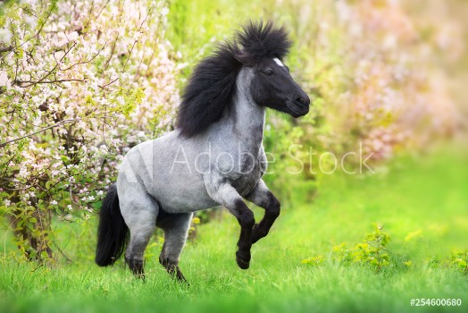 Picture of Pony rearing up in spring pink blossom trees
